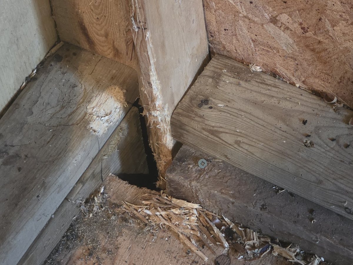 A shed corner stud chewed down to fresh wood where a squirrel opened a gap between the framing and the floor