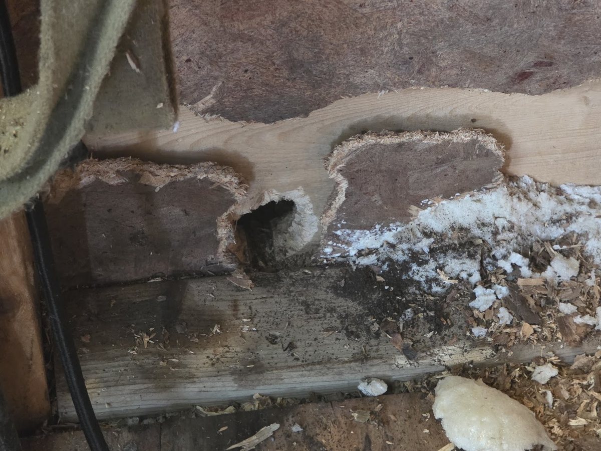 Close-up of a gnawed hole through OSB sheathing at the base of a shed wall, with insulation pulled out beside it