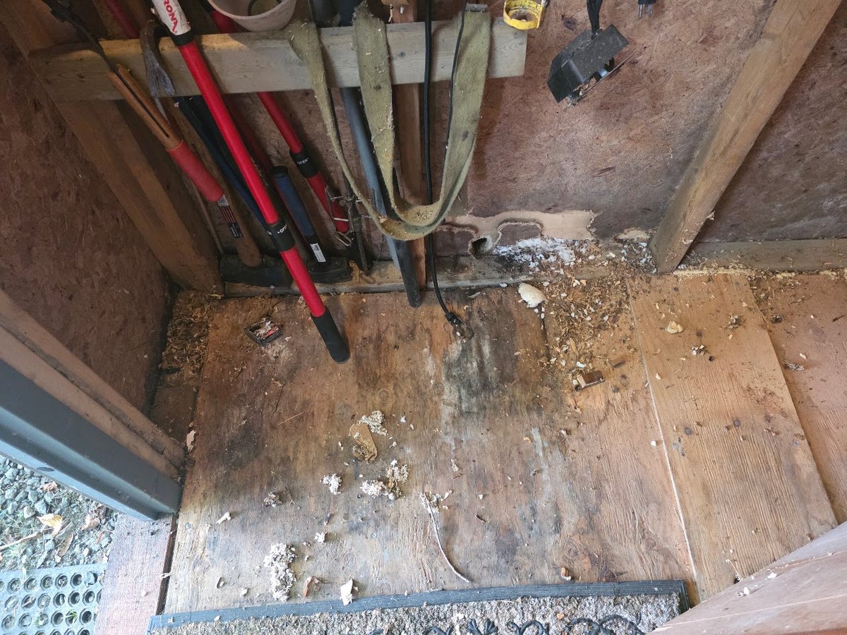 Inside a wood garden shed, with the OSB wall chewed open at floor level and a pile of shavings and insulation on the plywood floor